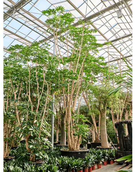 Schefflera
