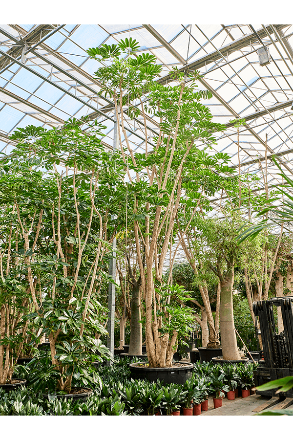 Schefflera Actinophylla Amate (800-850)