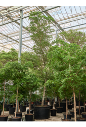 Bucida Buceras Shady Lady