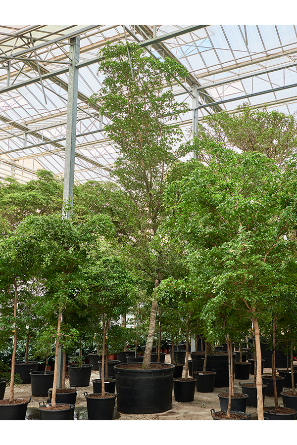 Bucida Buceras Shady Lady