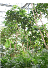 Schefflera Actinophylla Amate