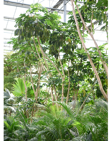 Schefflera