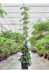 Tetrastigma Voinierianum