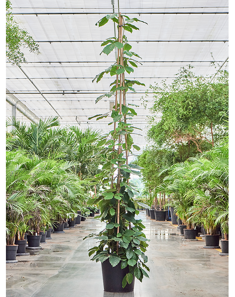Tetrastigma