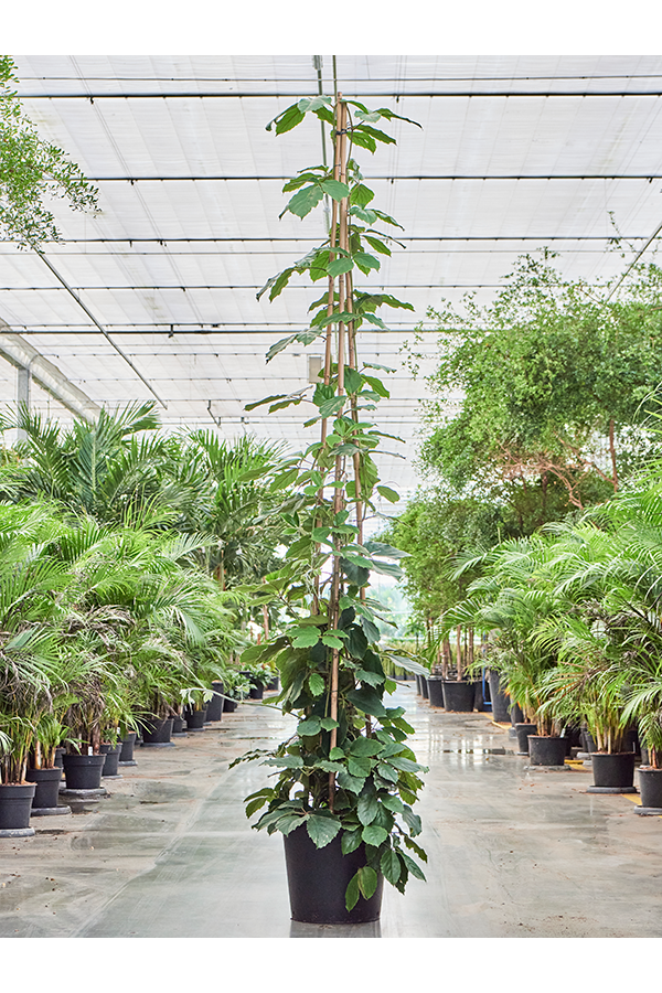 Tetrastigma Voinierianum