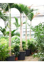 Areca Catechu Dwarf