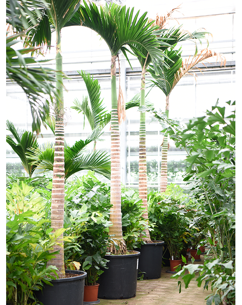 Areca