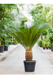 Cycas Revoluta