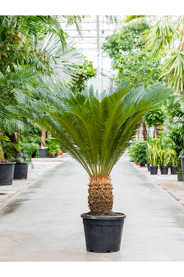 Cycas Revoluta