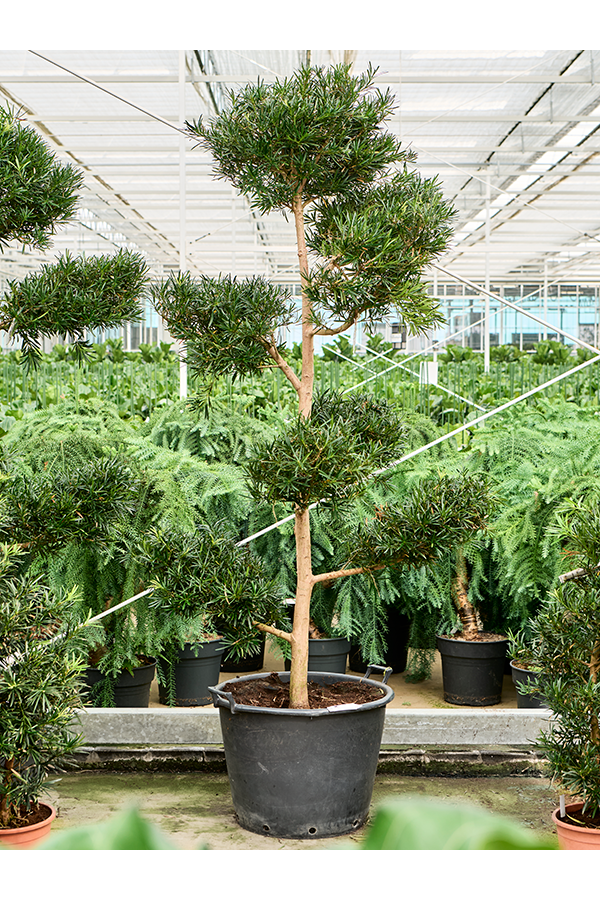 Podocarpus Macrophyllus