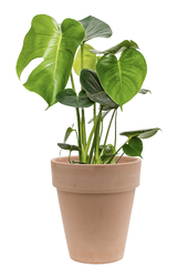 Monstera in Terra Cotta
