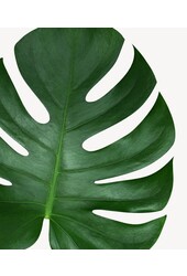 Monstera in Terra Cotta