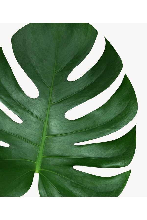 Monstera in Terra Cotta