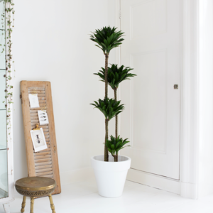 Schaduwplanten