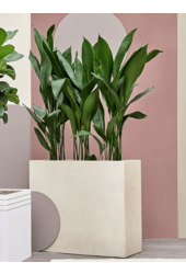 Grigio Séparateur Blanc antique