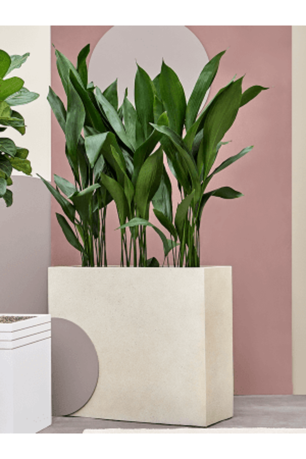 Grigio Séparateur Blanc antique