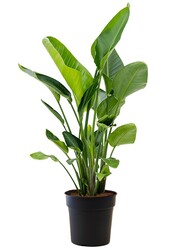 Strelitzia Nicolai L