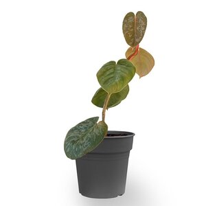 Zeldzame Planten