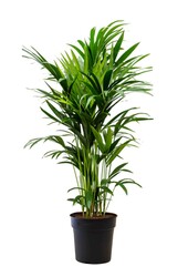 Kentiapalm XL