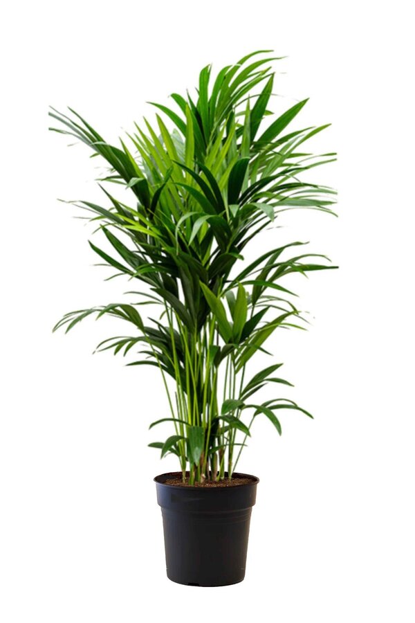 Kentiapalm XL