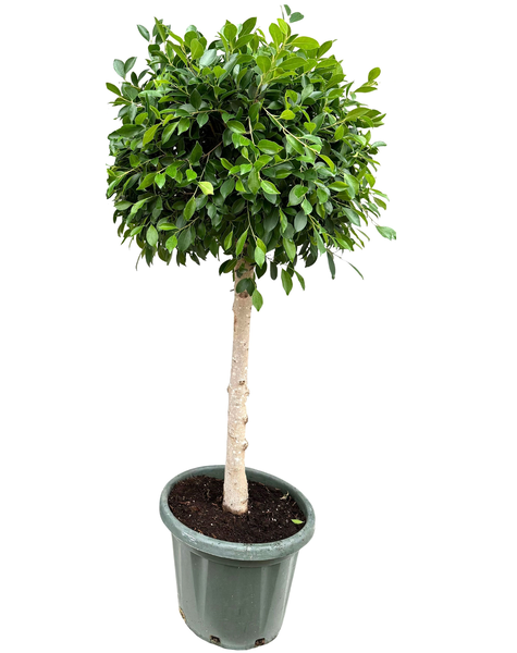 Ficus nitida
