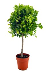 Ficus nitida Moyen