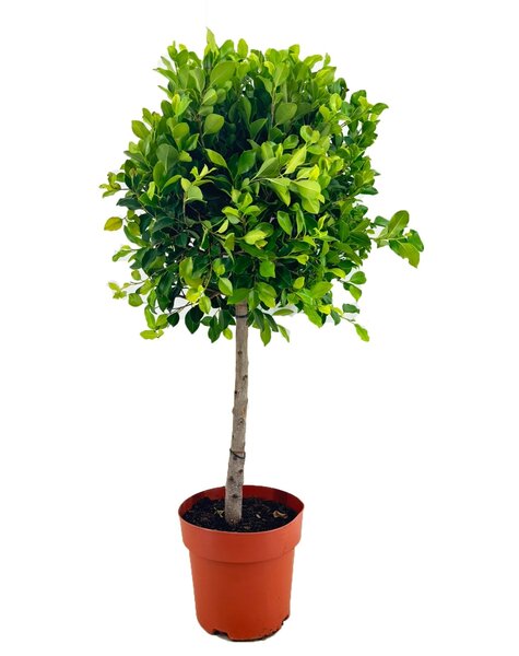 Ficus nitida