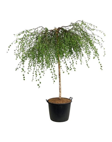 Betula