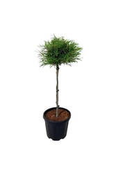 Beukenboom Fagus Mercedes