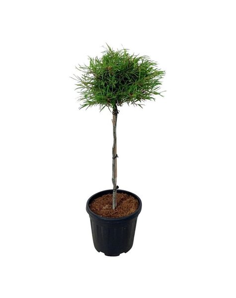 Fagus