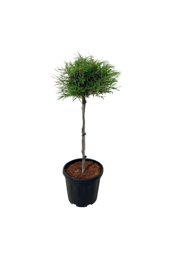 Hêtre Fagus Mercedes