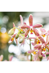 Kolibri Orchids | oranje Phalaenopsis orchidee - Spider- potmaat Ø9cm | bloeiende kamerplant - vers van de kweker