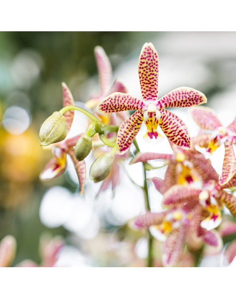 Kolibri Orchids | oranje Phalaenopsis orchidee - Spider- potmaat Ø9cm | bloeiende kamerplant - vers van de kweker