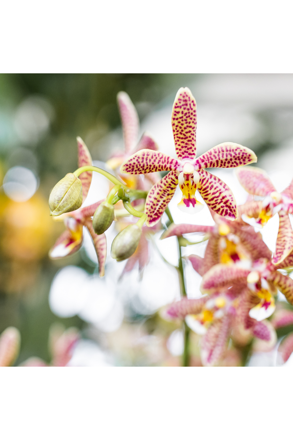 Kolibri Orchids | oranje Phalaenopsis orchidee - Spider- potmaat Ø9cm | bloeiende kamerplant - vers van de kweker