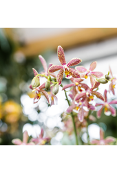 Kolibri Orchids | oranje Phalaenopsis orchidee - Spider- potmaat Ø9cm | bloeiende kamerplant - vers van de kweker