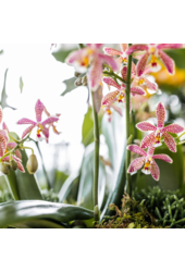 Kolibri Orchids | oranje Phalaenopsis orchidee - Spider- potmaat Ø9cm | bloeiende kamerplant - vers van de kweker