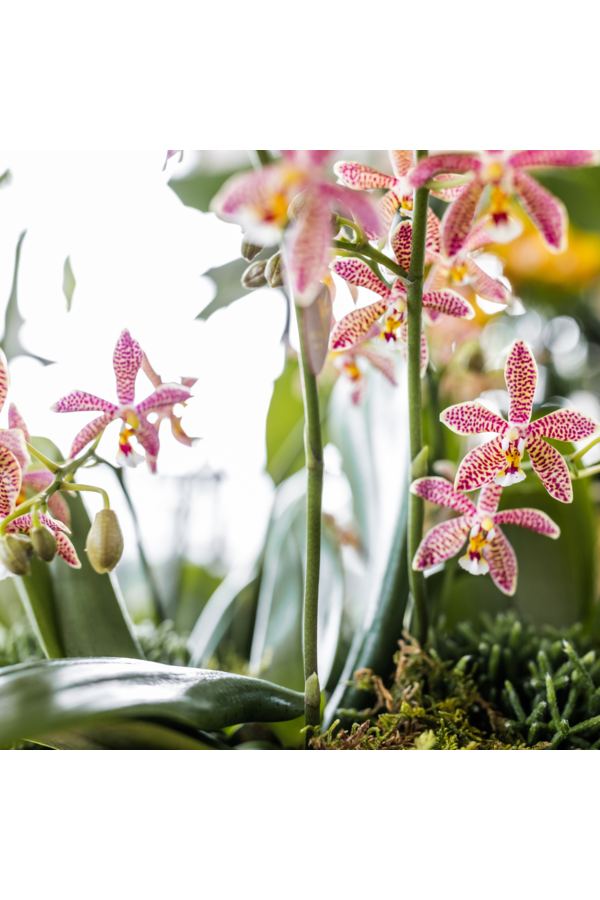 Kolibri Orchids | oranje Phalaenopsis orchidee - Spider- potmaat Ø9cm | bloeiende kamerplant - vers van de kweker