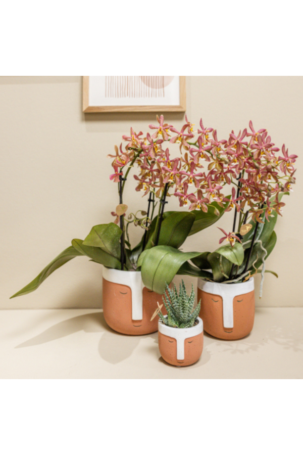 Kolibri Orchids | oranje Phalaenopsis orchidee - Spider- potmaat Ø9cm | bloeiende kamerplant - vers van de kweker