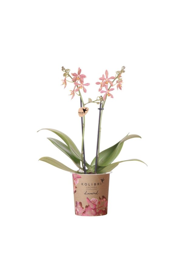 Kolibri Orchids | oranje Phalaenopsis orchidee - Spider- potmaat Ø9cm | bloeiende kamerplant - vers van de kweker