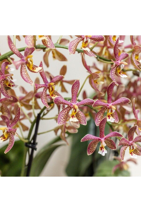 Kolibri Orchids | oranje Phalaenopsis orchidee - Spider- potmaat Ø9cm | bloeiende kamerplant - vers van de kweker