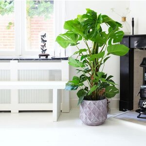 Monstera