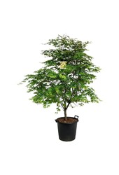 Érable Acer Osakazuki