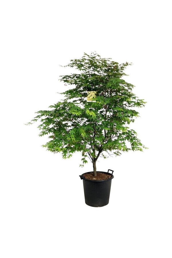 Esdoorn Acer Osakazuki