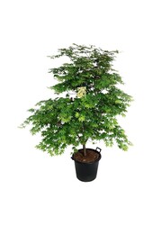 Esdoorn Acer Osakazuki