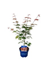 Esdoorn Acer North Wind ®