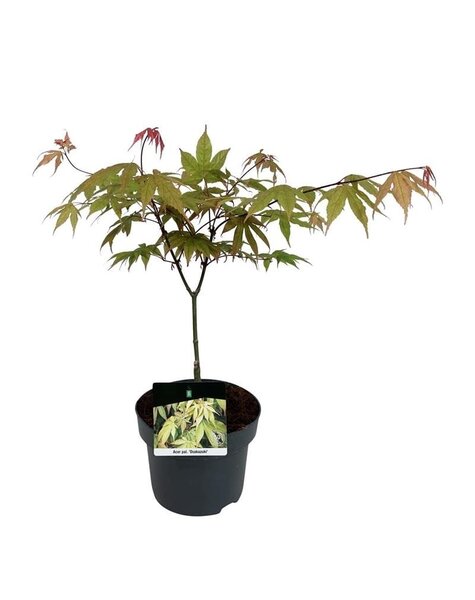 Acer