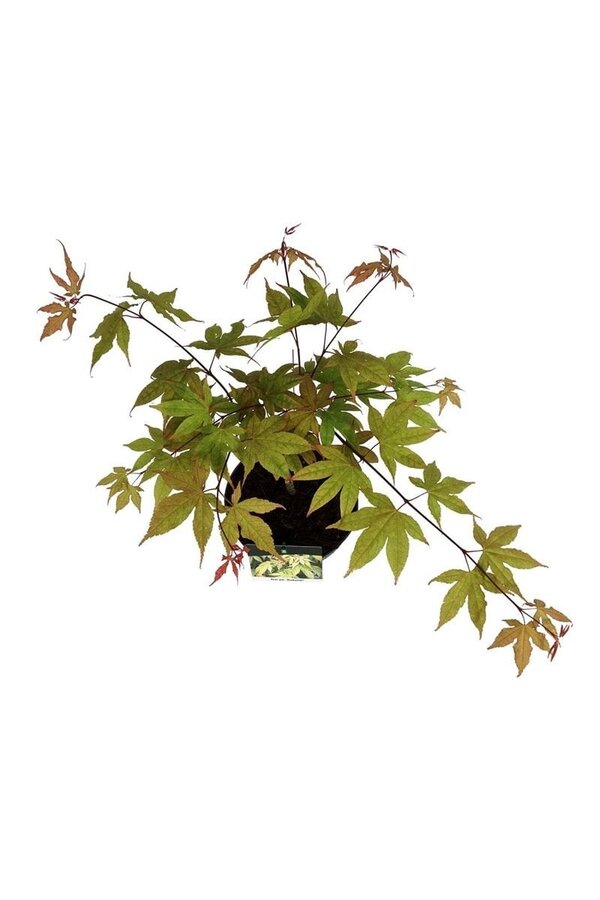 Esdoorn Acer Osakazuki