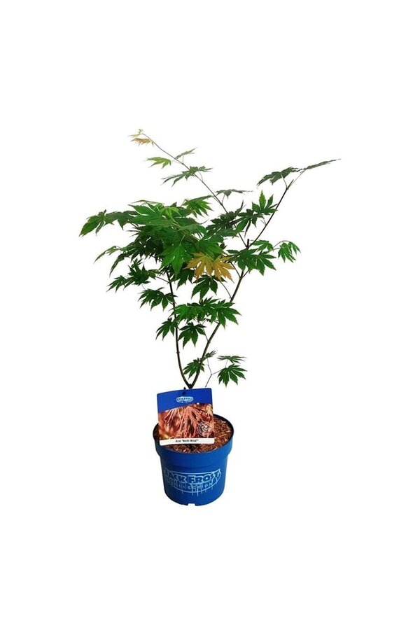 Esdoorn Acer North Wind ®
