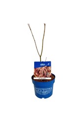 Esdoorn Acer North Wind ®