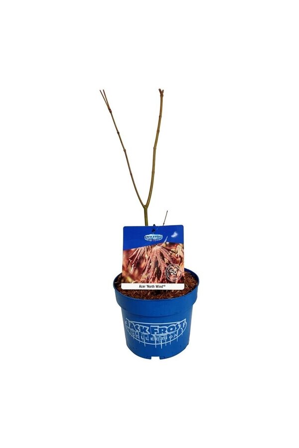 Esdoorn Acer North Wind ®
